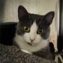 Thumbnail photo of Mrs. Thumbs (Spayed) #3