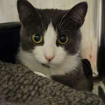 Thumbnail photo of Mrs. Thumbs (Spayed) #4