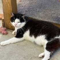 Thumbnail photo of Vito #1