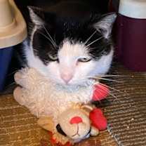 Thumbnail photo of Vito #2