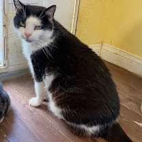 Thumbnail photo of Vito #3