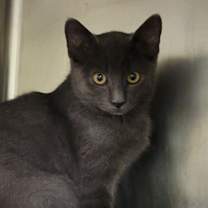 Thumbnail photo of Weebles (Neutered) #2