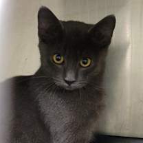 Thumbnail photo of Weebles (Neutered) #3