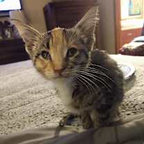 Thumbnail photo of Cider #2