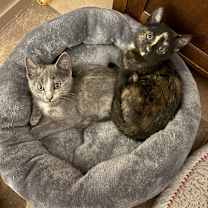 Thumbnail photo of Windy #1