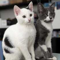 Thumbnail photo of Fuzzy Lumpkins #4