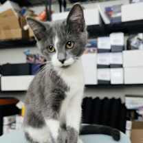 Thumbnail photo of Fuzzy Lumpkins #3