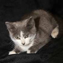 Thumbnail photo of Wobbles (In Foster Care) #3