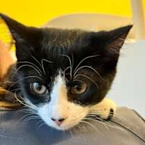 adopt-pet