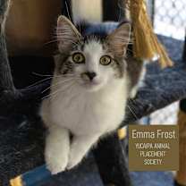 Thumbnail photo of Emma Frost #1