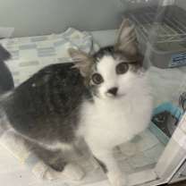 Thumbnail photo of Emma Frost #2