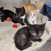 Thumbnail photo of Kaydo #2