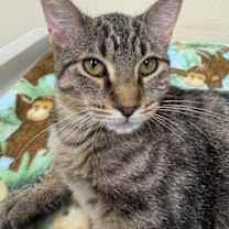 Thumbnail photo of Gucci #4