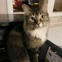 Thumbnail photo of MURPHY #1720 - Offered by Owner - Female #1