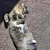 Thumbnail photo of MURPHY #1720 - Offered by Owner - Female #2