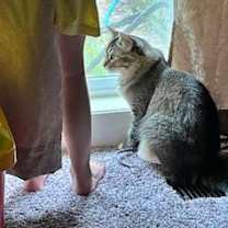 Thumbnail photo of MURPHY #1720 - Offered by Owner - Female #3