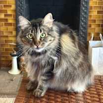 Thumbnail photo of Cleo #3