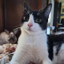 Thumbnail photo of Orca Ainsley-HA #1