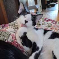 Thumbnail photo of Onyx Ainsley-HA #1