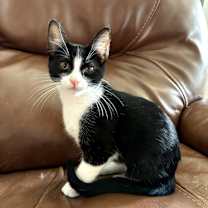 Thumbnail photo of Violet #2