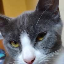 Thumbnail photo of Cricket #1