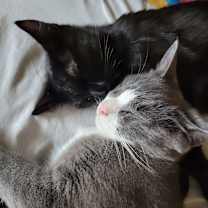 Thumbnail photo of Cricket #3