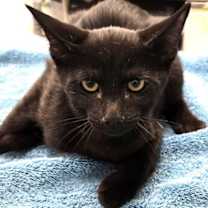 Thumbnail photo of 656472 Beans #3