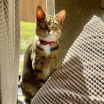 Thumbnail photo of Allani #1