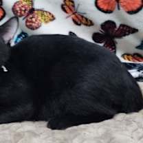 Thumbnail photo of 250936  Nate #1