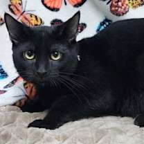 Thumbnail photo of 250936  Nate #3