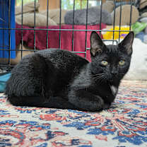 adopt-pet