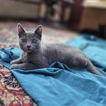 adopt-pet