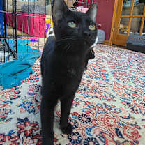 adopt-pet