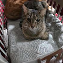 Thumbnail photo of Teetee #1