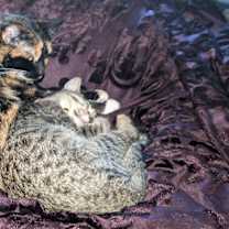 Thumbnail photo of Teetee #4