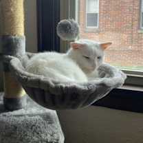 Thumbnail photo of Clawdia #1