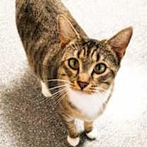 Thumbnail photo of 656390 Honeybun #1