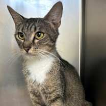 Thumbnail photo of 656390 Honeybun #2