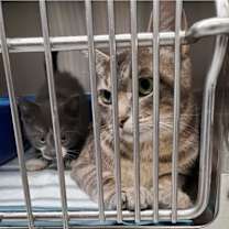 Thumbnail photo of Kit Kat #2