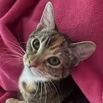 Thumbnail photo of Aurora (CP) #1