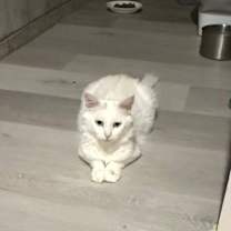 Thumbnail photo of Duchess #3