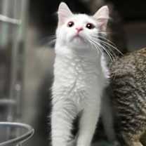 Thumbnail photo of Waddle #1