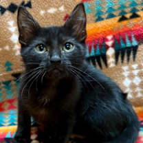 Thumbnail photo of Stephen King #2