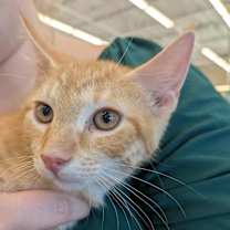 Thumbnail photo of Apollo #3