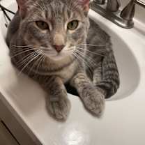 Thumbnail photo of Dexter #4