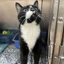 Thumbnail photo of Sancho #2