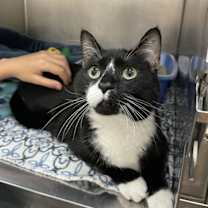 Thumbnail photo of Sancho #3