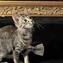 Thumbnail photo of Lucky (& Gumdrop) #2