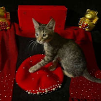 Thumbnail photo of Lucky (& Gumdrop) #3