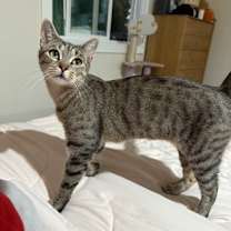 Thumbnail photo of Azula #1